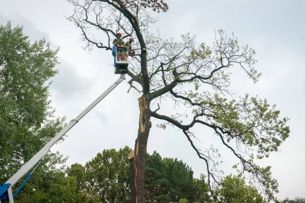 Best Storm Damage Tree Cleanup  in Tahlequah, OK