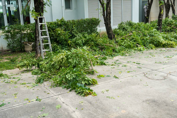  Tahlequah, OK Tree Removal Pros